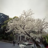 山王のさくら