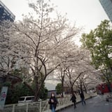 山王のさくら・・・かな💦