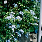 今年も撮影