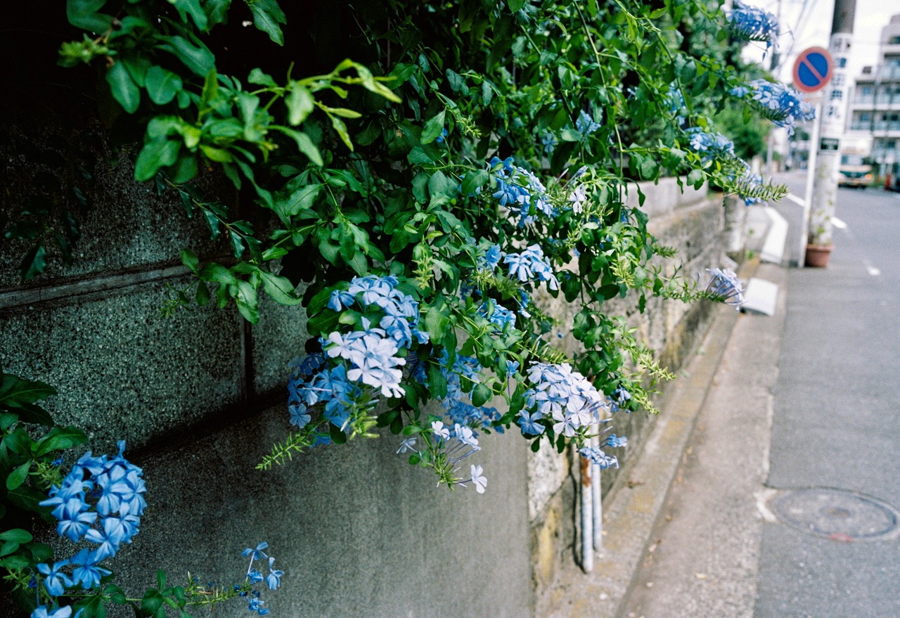 通りの花