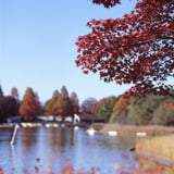 紅葉1