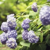 紫陽花