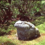 蛙