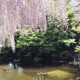 藤棚