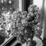 窓際の花