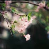 団地櫻
