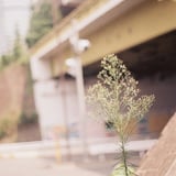 池尻の花