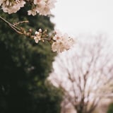 色褪