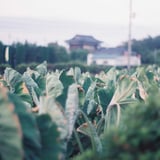 ガラの塔
