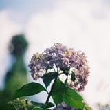 紫陽花