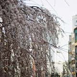 しだれ