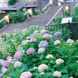 紫陽花