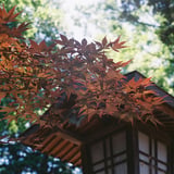夏