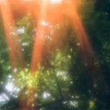 木々と光