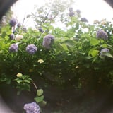HOLGA K-200N