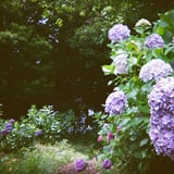 HOLGA 135BC