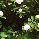 📷HOLGA K-200N