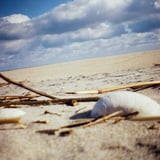 海