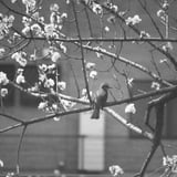 桜鳥撮り