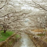 桜の谷