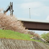 桜吹雪