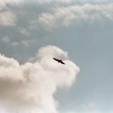 鳶
