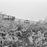 積雪のように