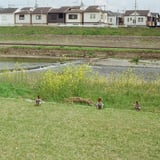 カモ