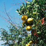 Citrus