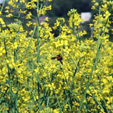 菜の花に蜂