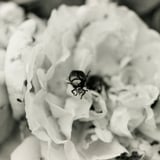 Bug
