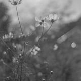 いつかの秋桜。