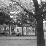 桜降る