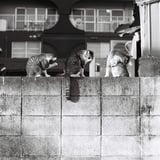 ねこ。