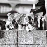 からまるねこ。