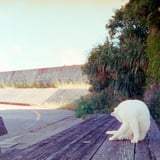 しろねこ