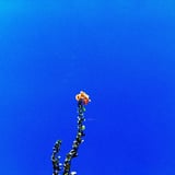 🌺