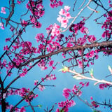 寒緋桜