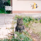 地域猫