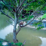 首里城公園内の猫
