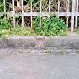 ひょこ
