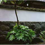 光る葉