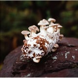 この椎茸、食べられるのか？