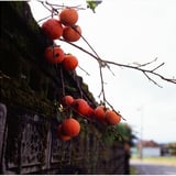 秋が恋しい