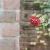 薔薇