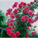 薔薇
