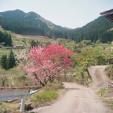 明宝村