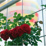薔薇