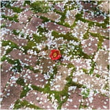 椿