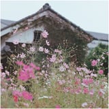 秋桜